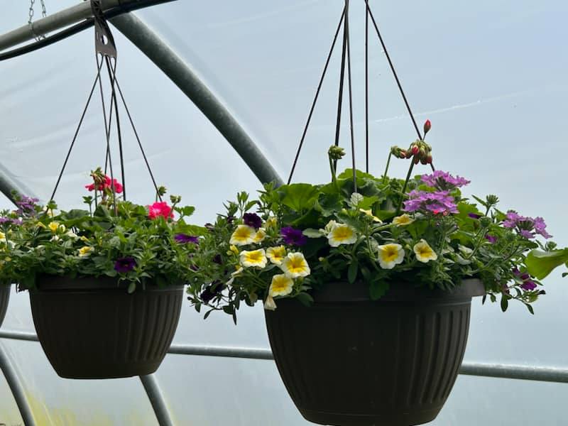 Potted Plants Berkies Bloomers